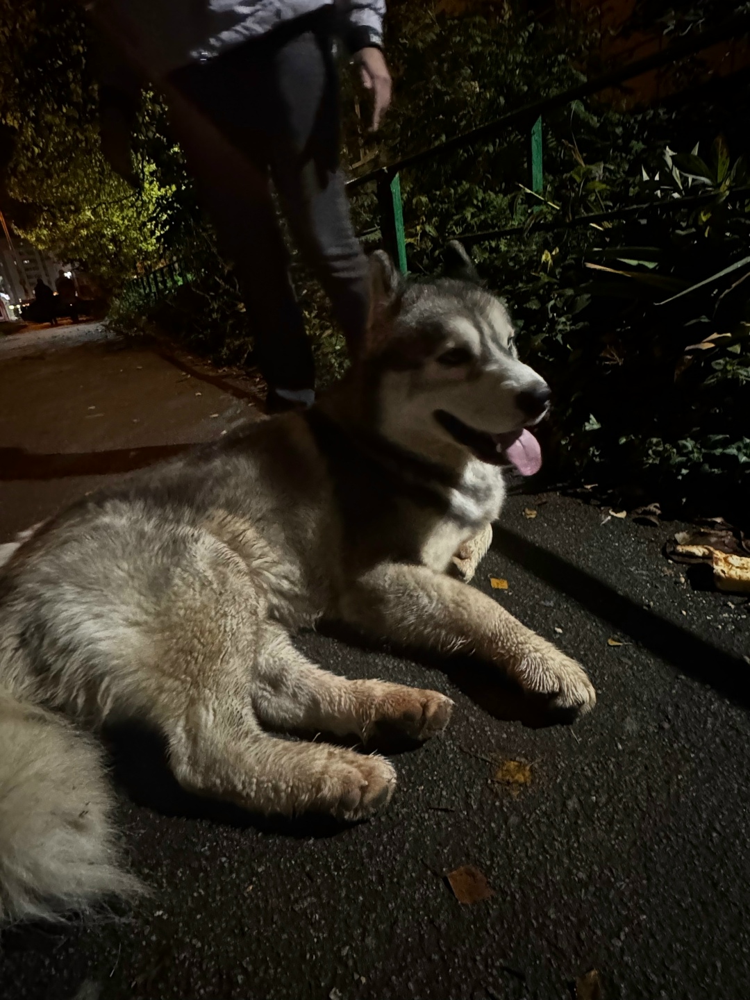 Найдена собака в Липецке — фото объявления