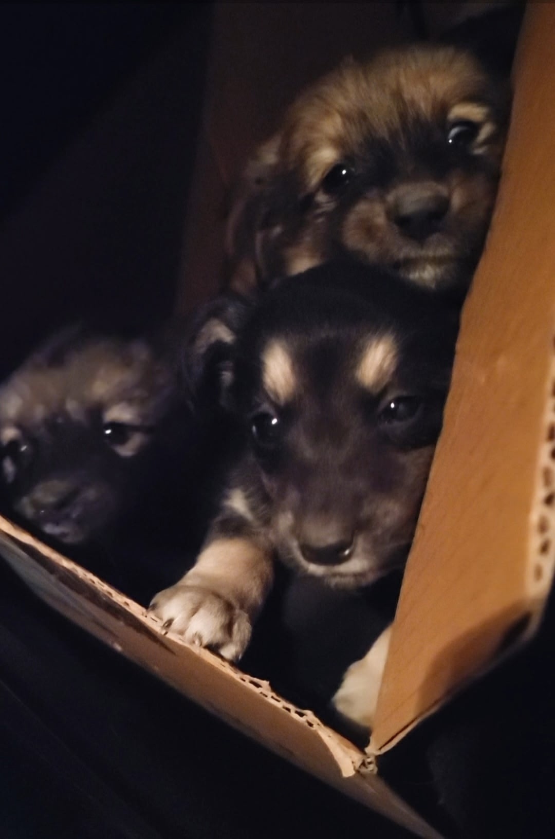 Найдена собака в Липецке — фото объявления