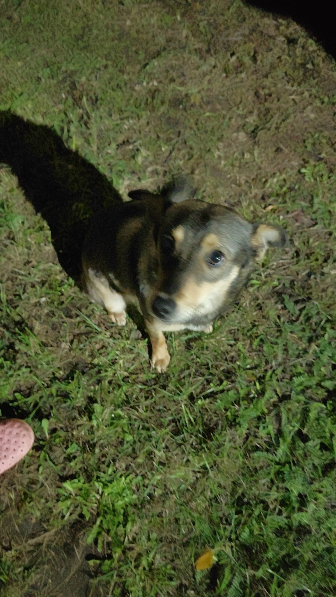 Найдена собака в Липецке — фото объявления