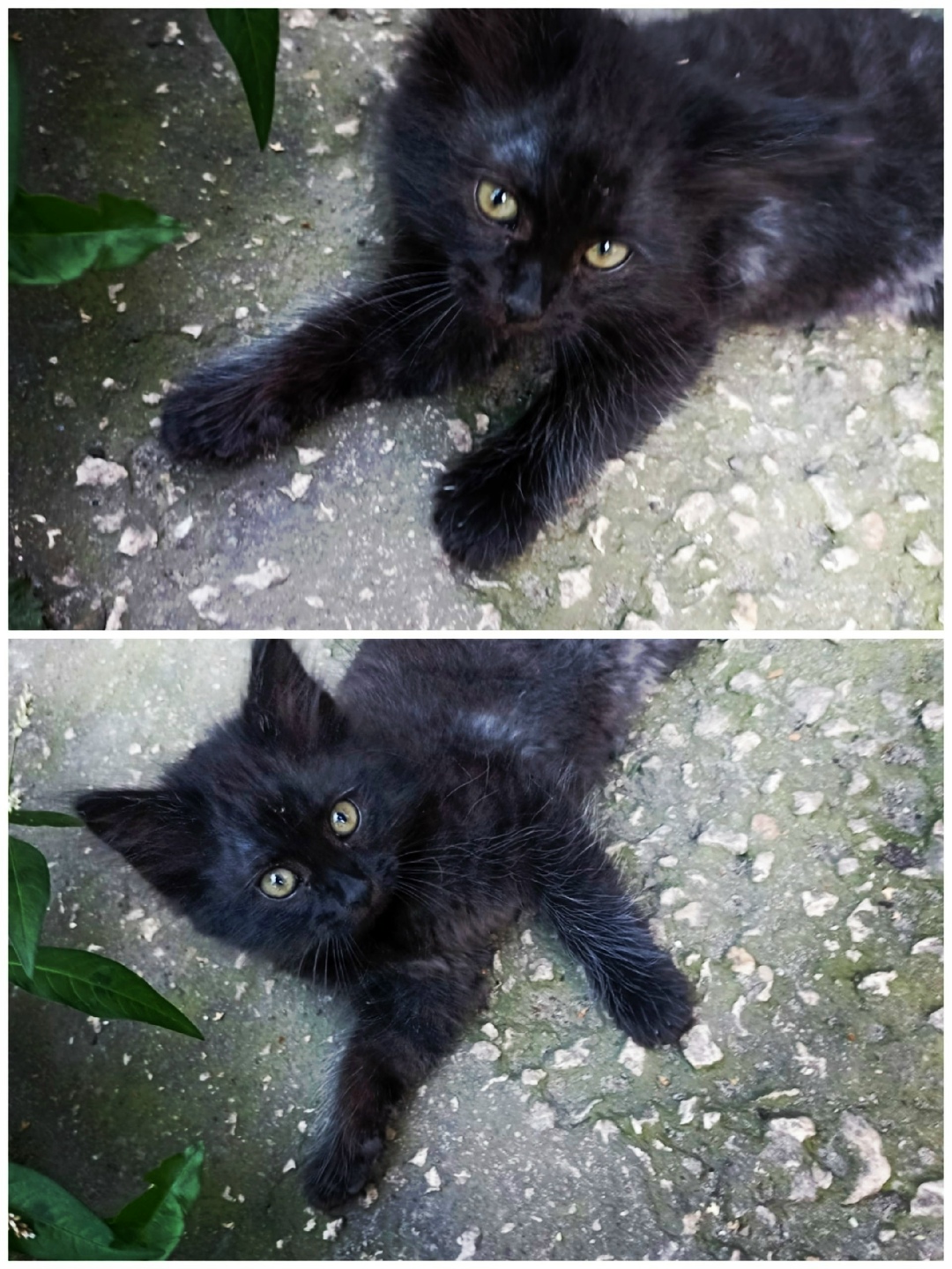 Найдена собака в Липецке — фото объявления