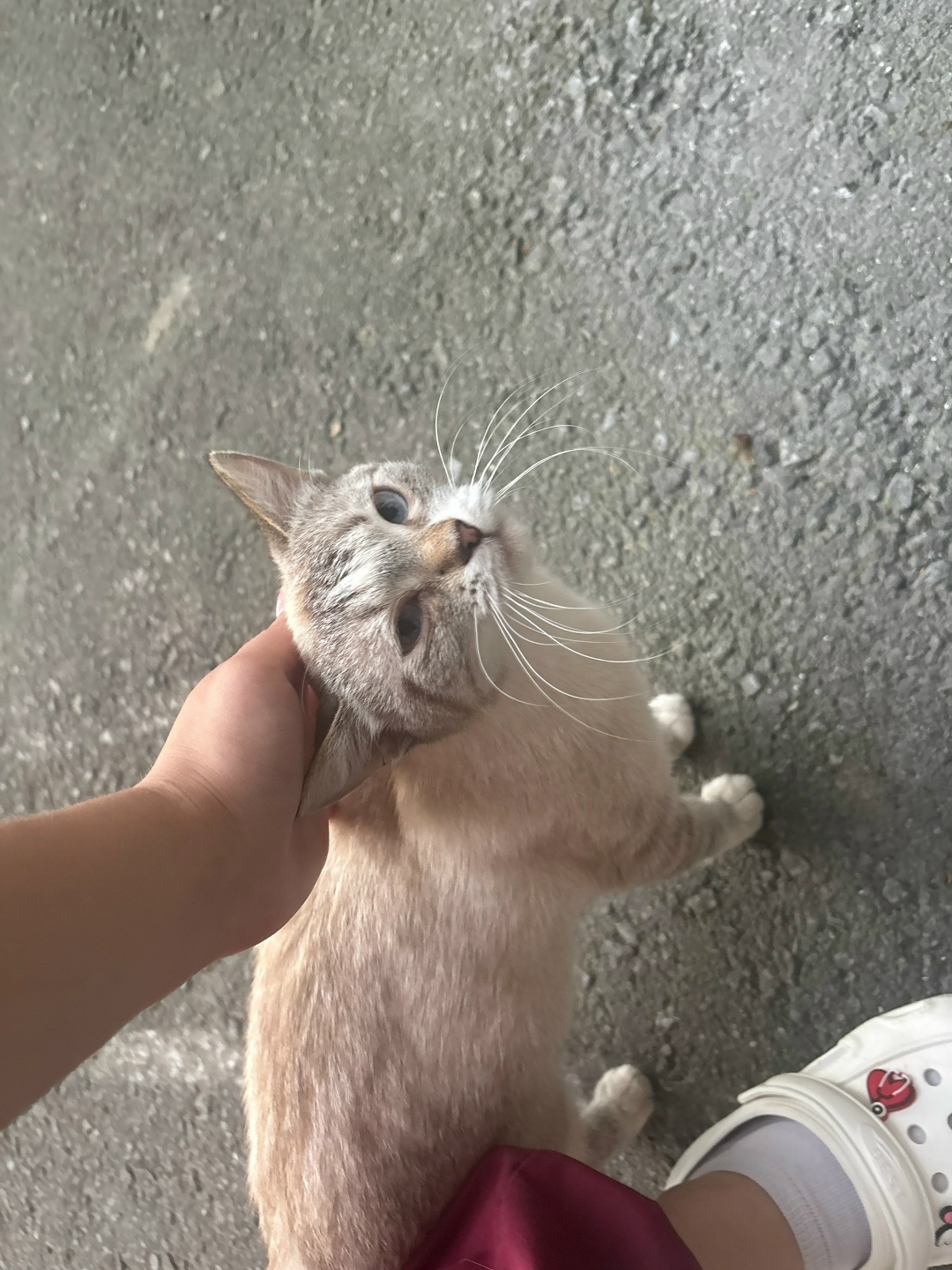 Найдена собака в Липецке — фото объявления