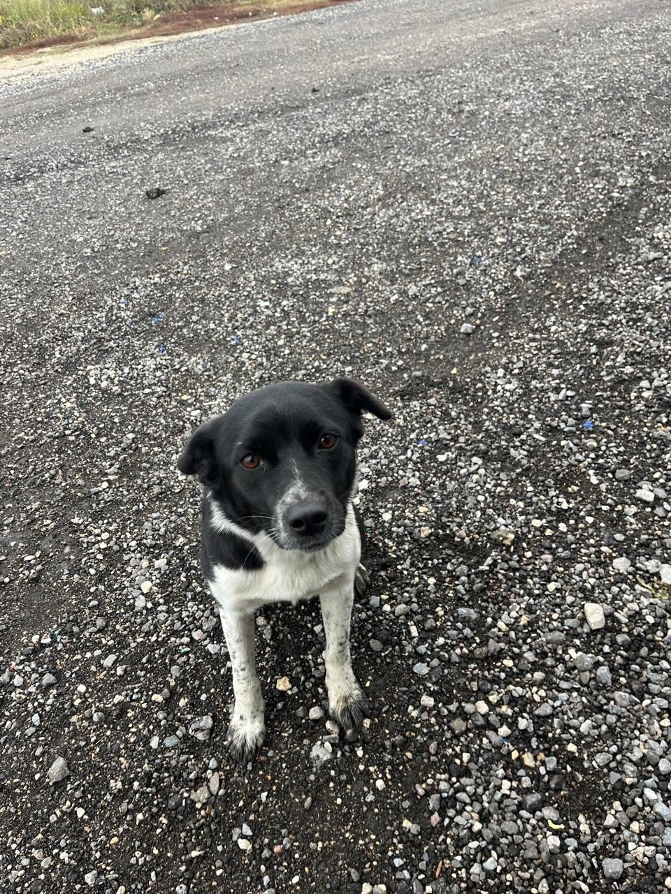 Найдена собака в Липецке — фото объявления