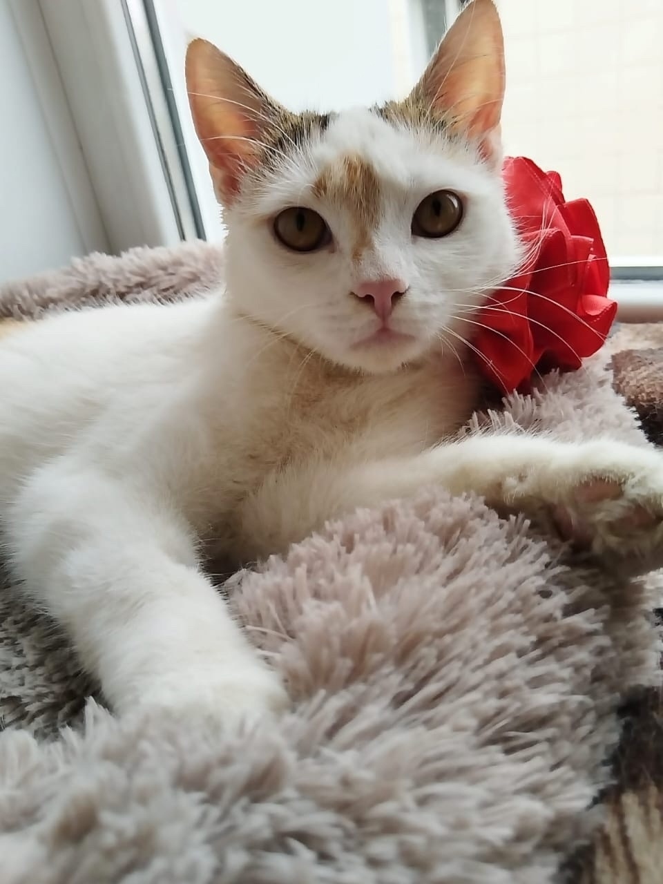 Найдена собака в Липецке — фото объявления