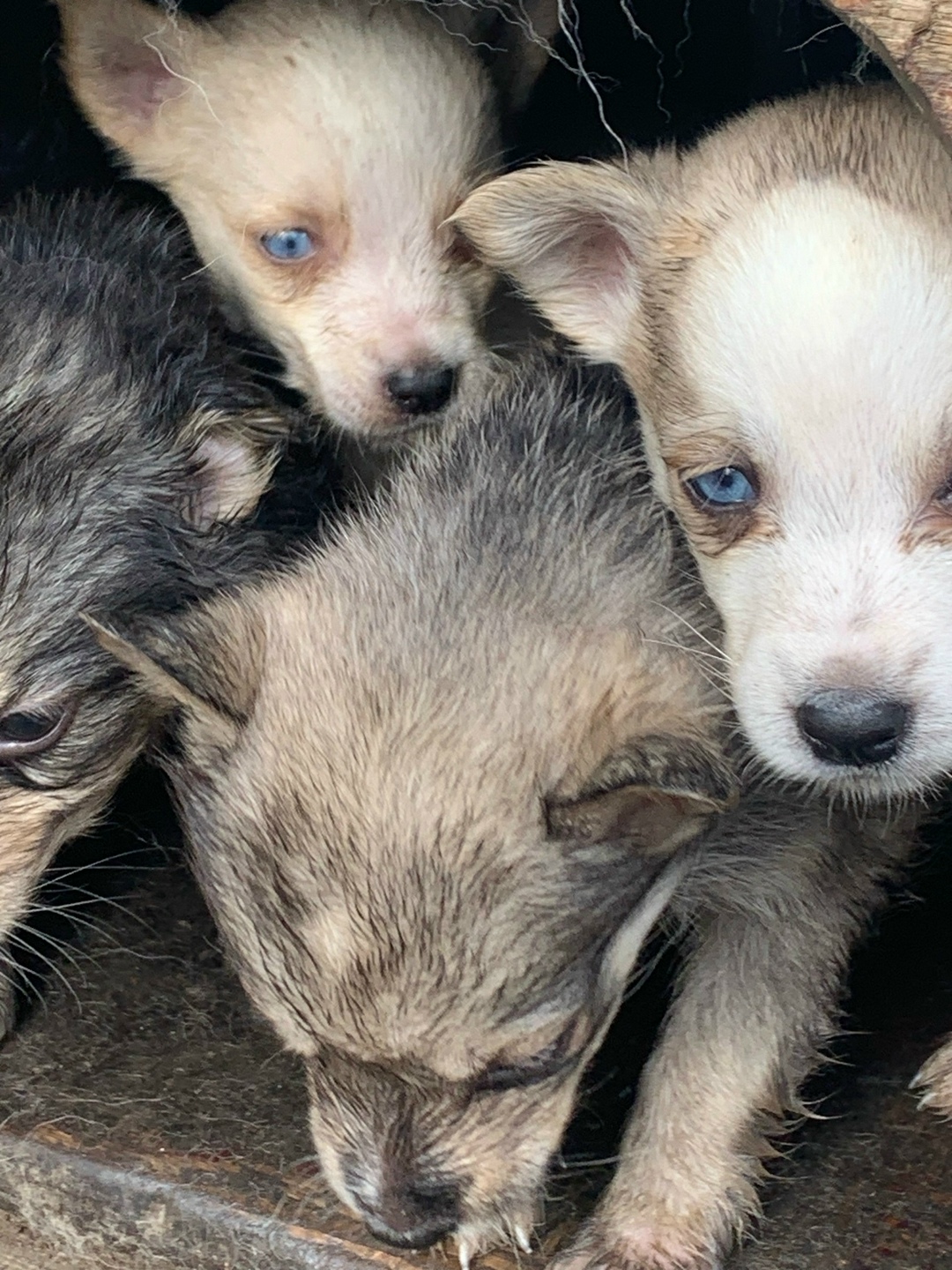 Найдена собака в Липецке — фото объявления