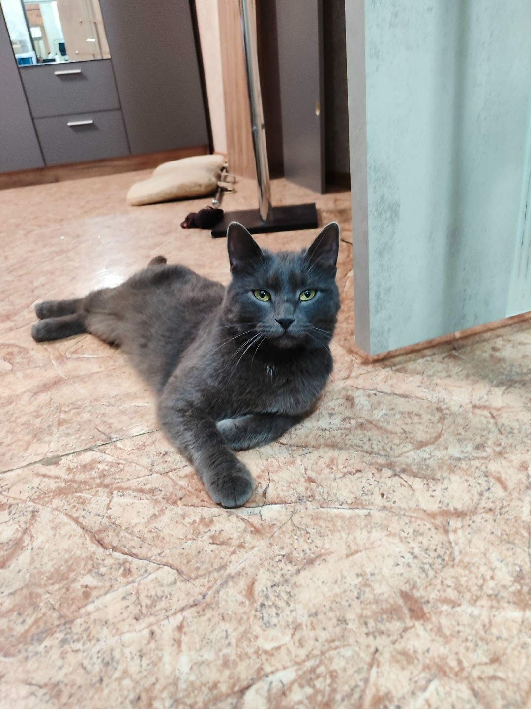 Найдена собака в Липецке — фото объявления