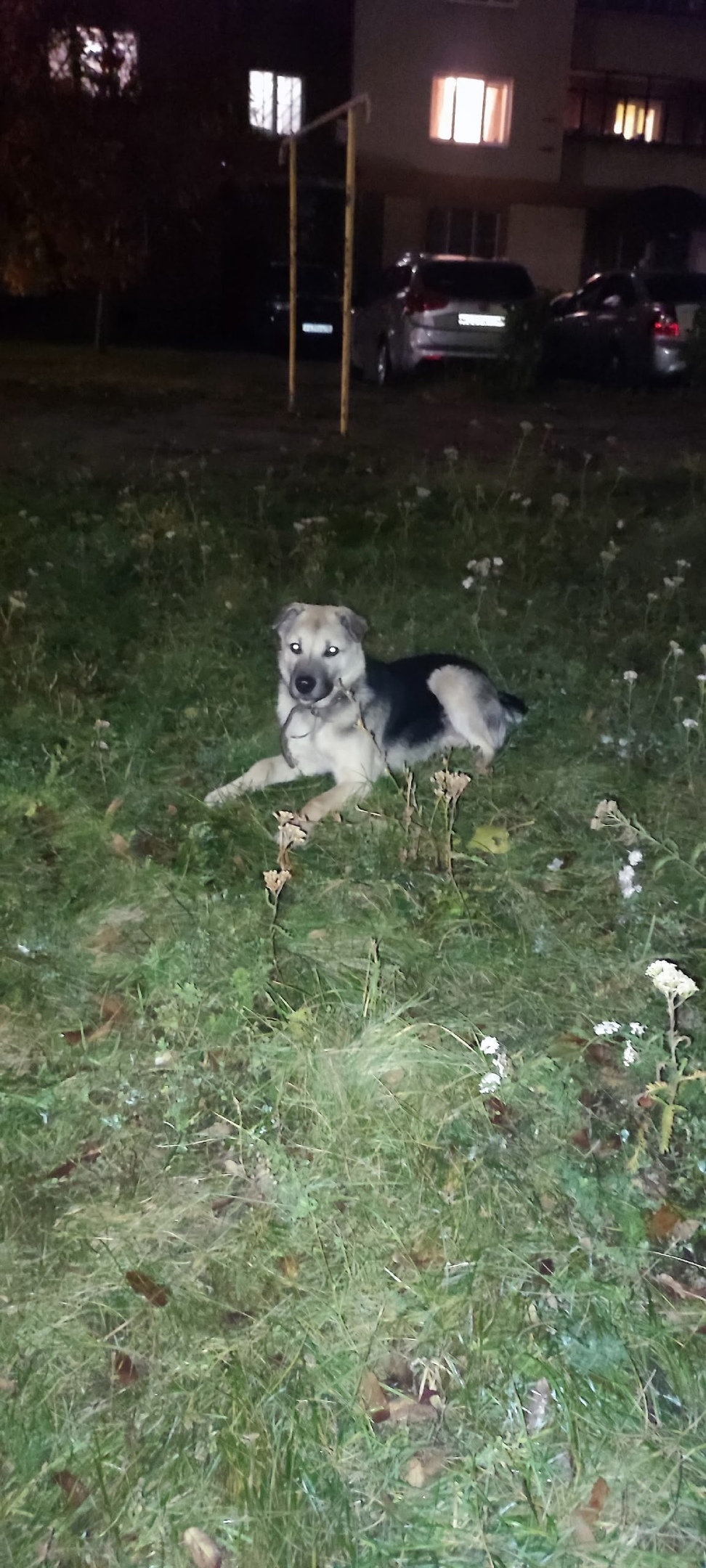 Найдена собака в Липецке — фото объявления