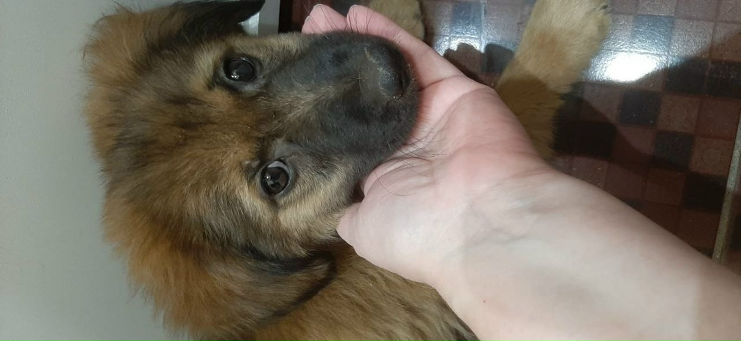 Найдена собака в Липецке — фото объявления