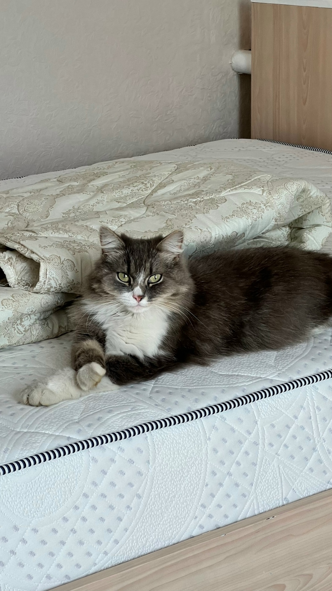 Найдена собака в Липецке — фото объявления