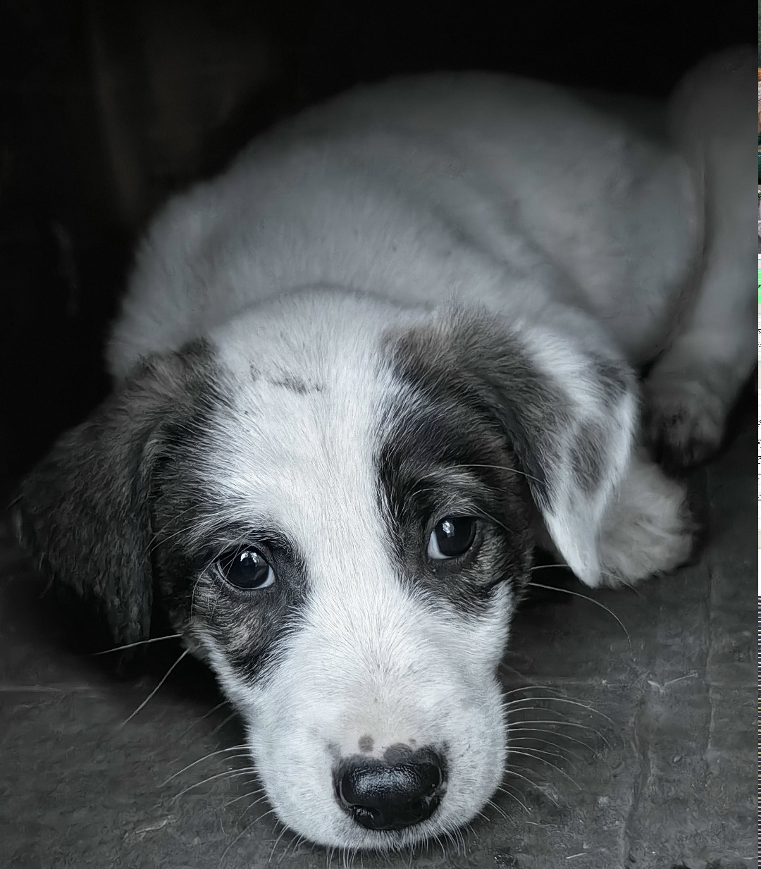 Найдена собака в Липецке — фото объявления