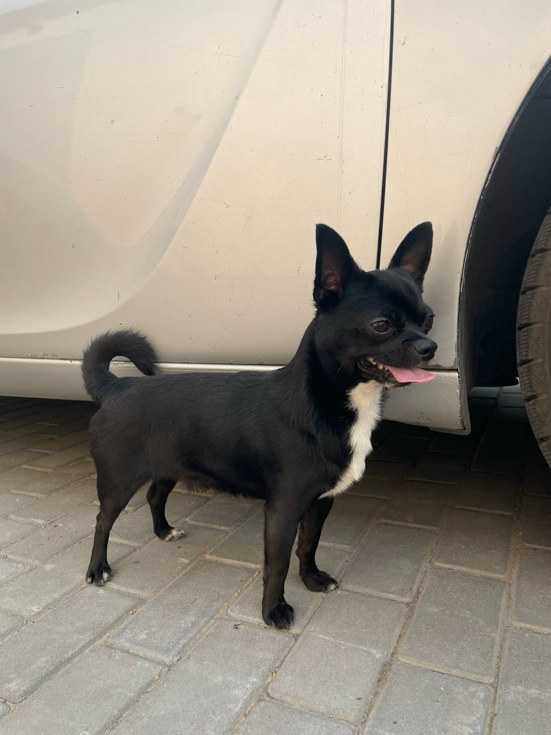 Найдена собака в Липецке — фото объявления