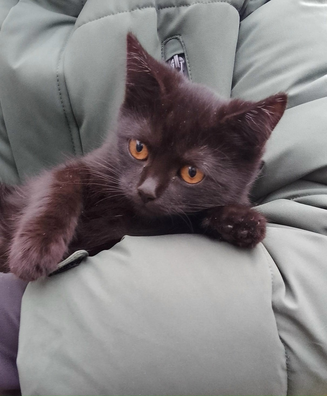 Найдена собака в Липецке — фото объявления