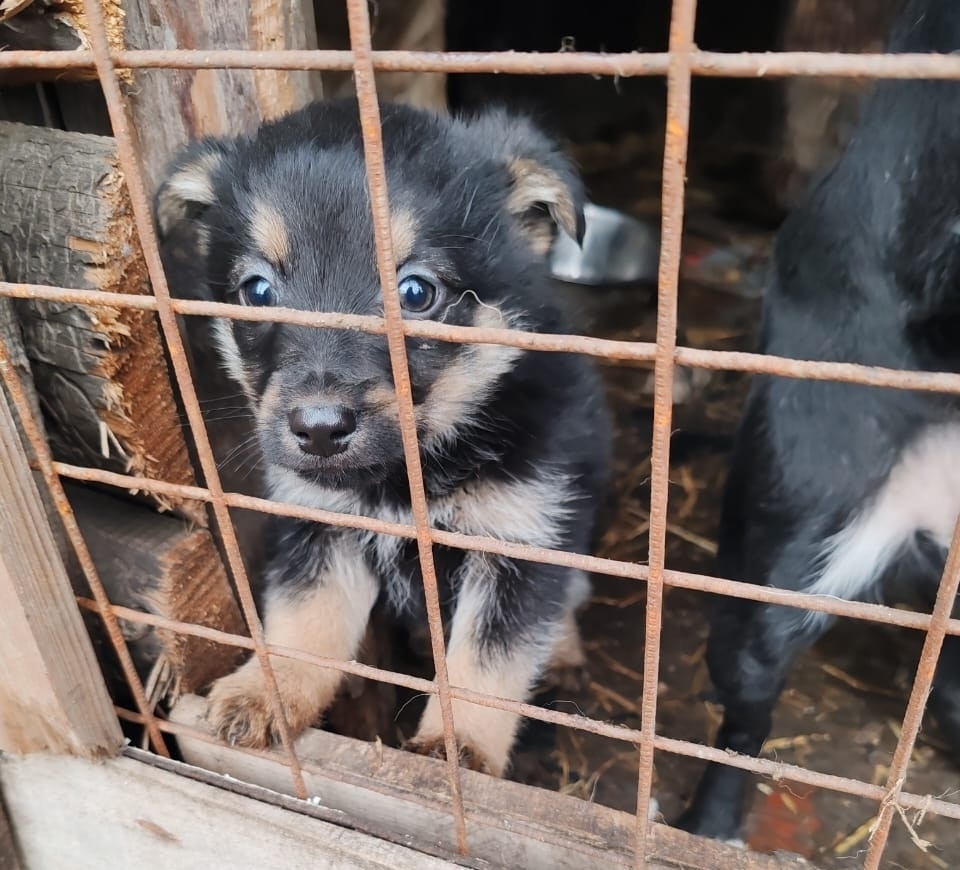 Найдена собака в Липецке — фото объявления