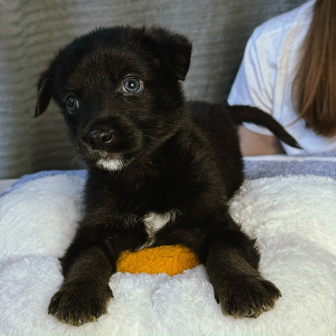 Найдена собака в Липецке — фото объявления