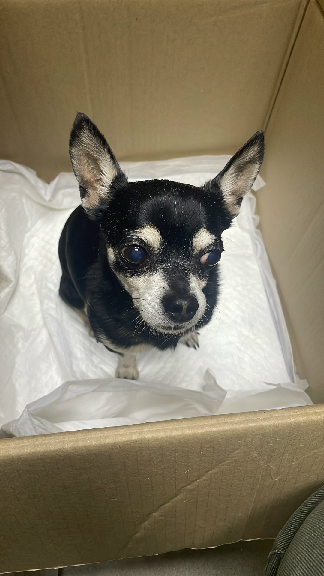 Найдена собака в Липецке — фото объявления