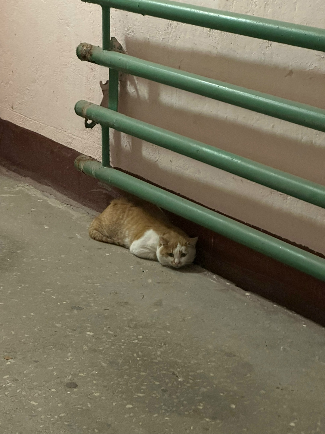 Найдена собака в Липецке — фото объявления