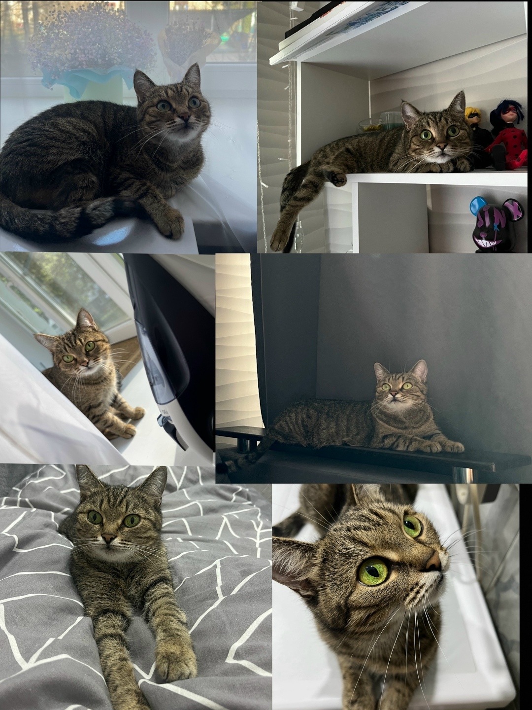 Найдена собака в Липецке — фото объявления