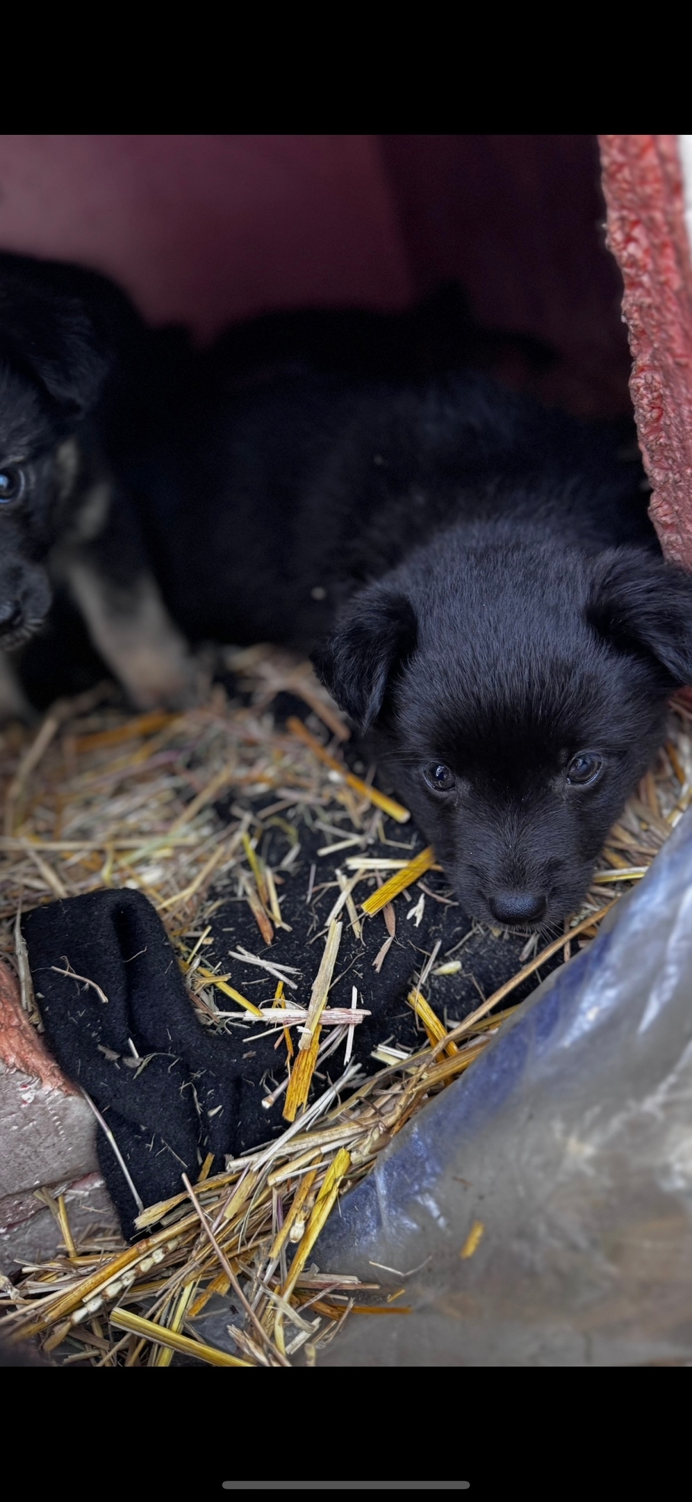 Найдена собака в Липецке — фото объявления