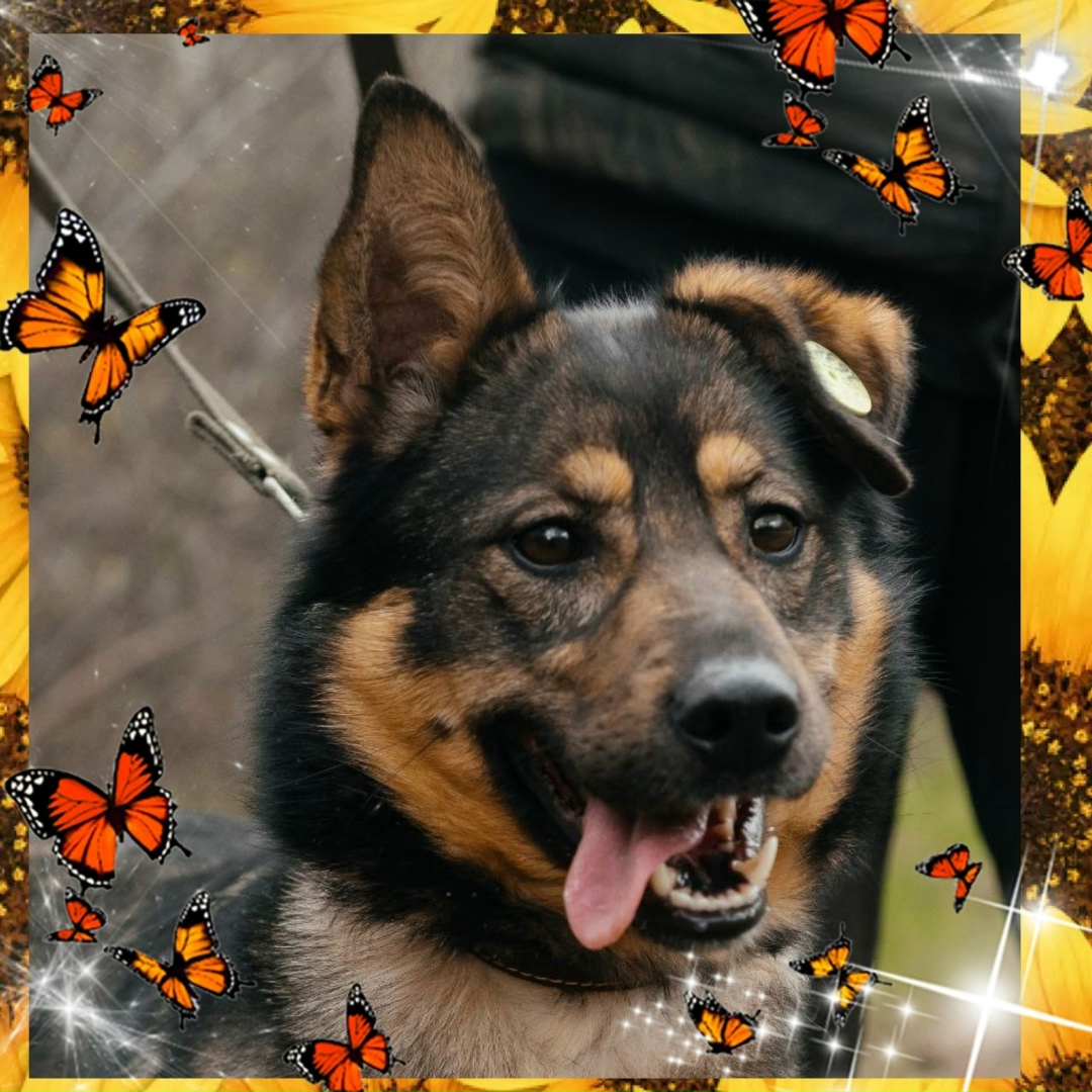 Найдена собака в Липецке — фото объявления