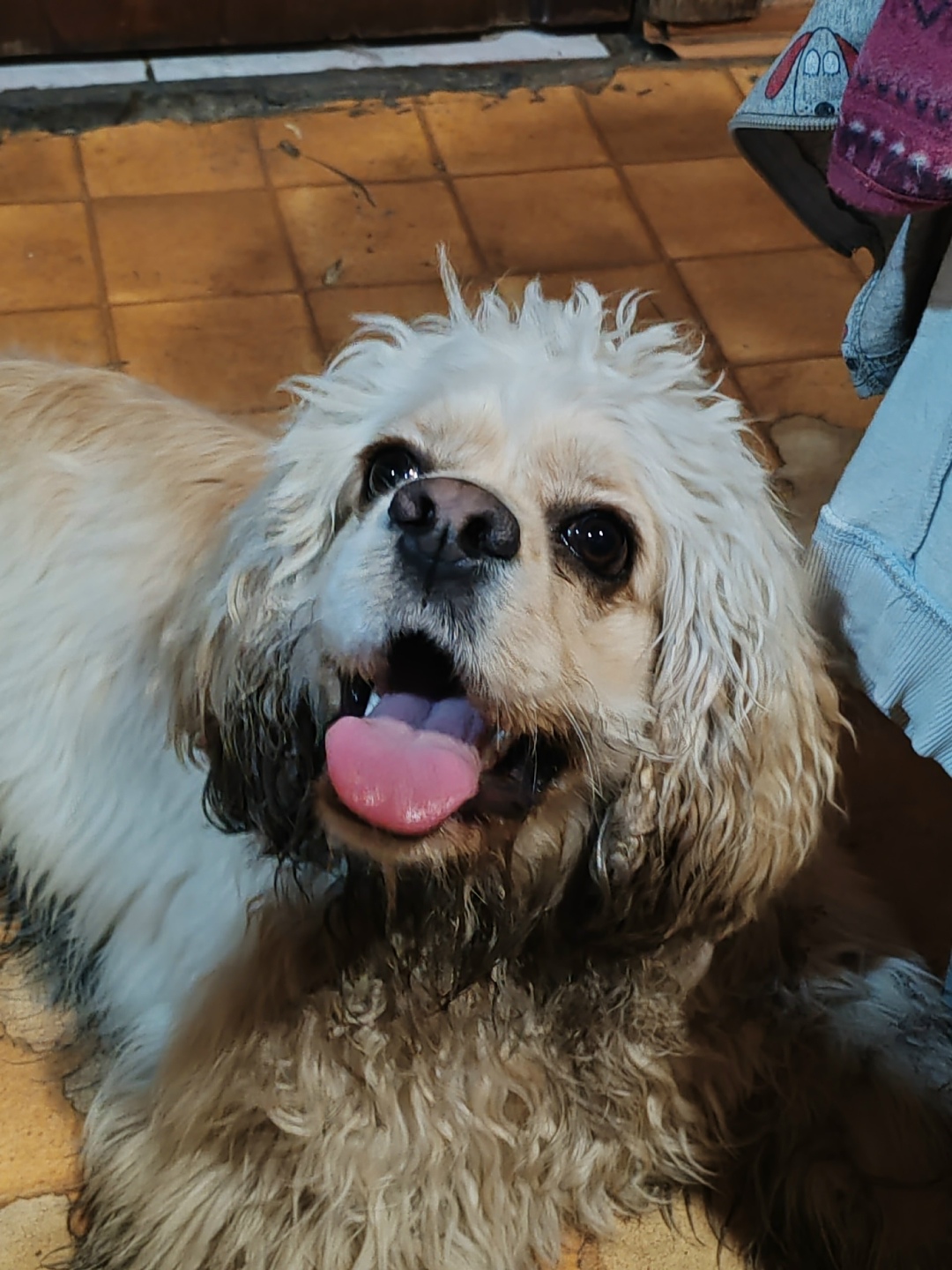 Найдена собака в Липецке — фото объявления