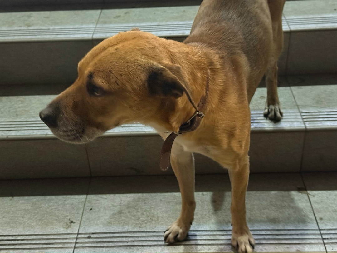 Найдена собака в Липецке — фото объявления