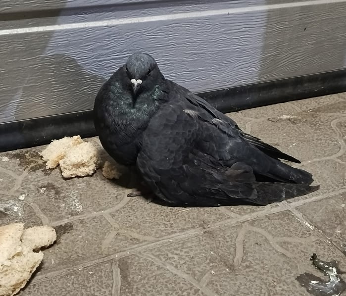 Найдена собака в Липецке — фото объявления