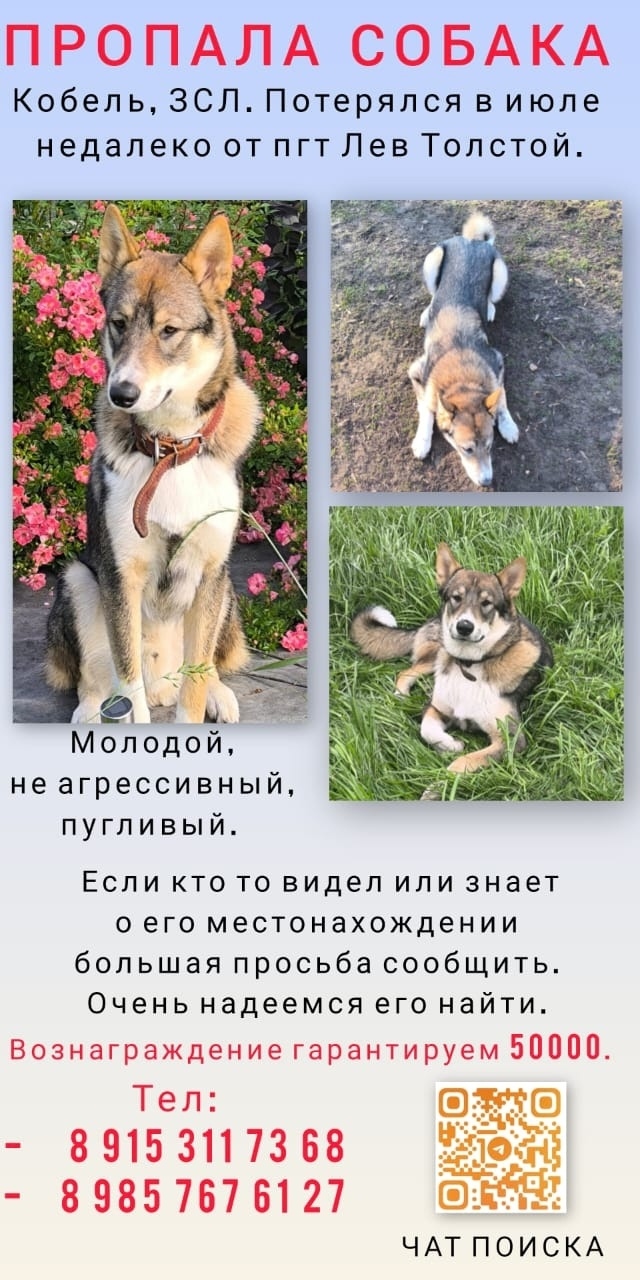Найдена собака в Липецке — фото объявления