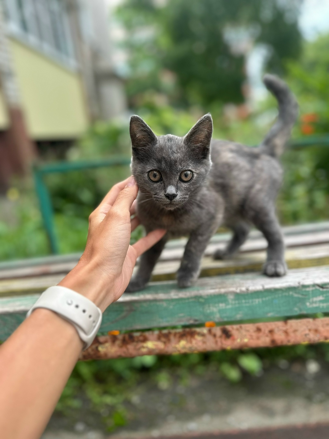 Найдена собака в Липецке — фото объявления