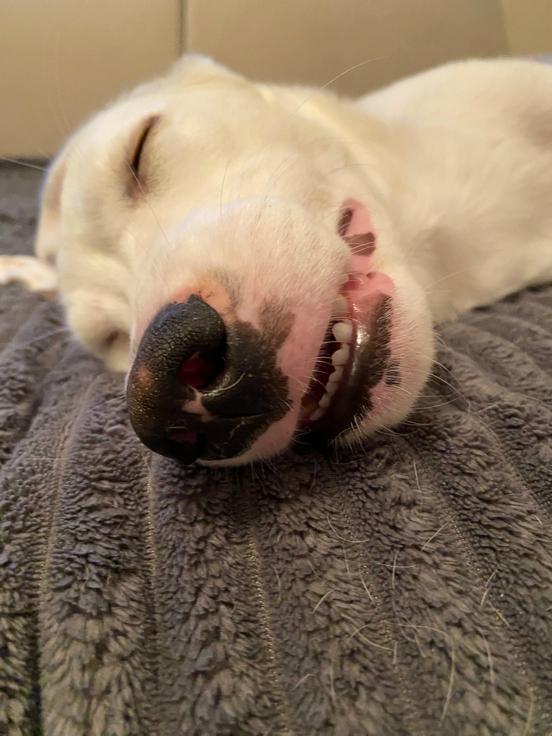 Найдена собака в Липецке — фото объявления