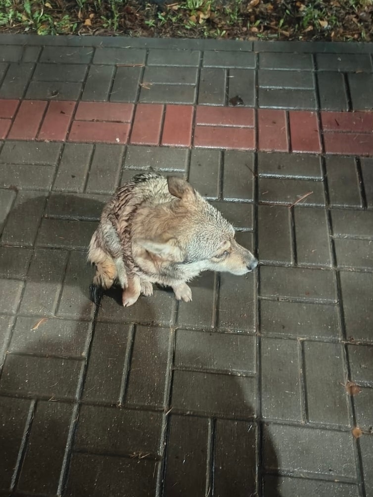 Найдена собака в Липецке — фото объявления