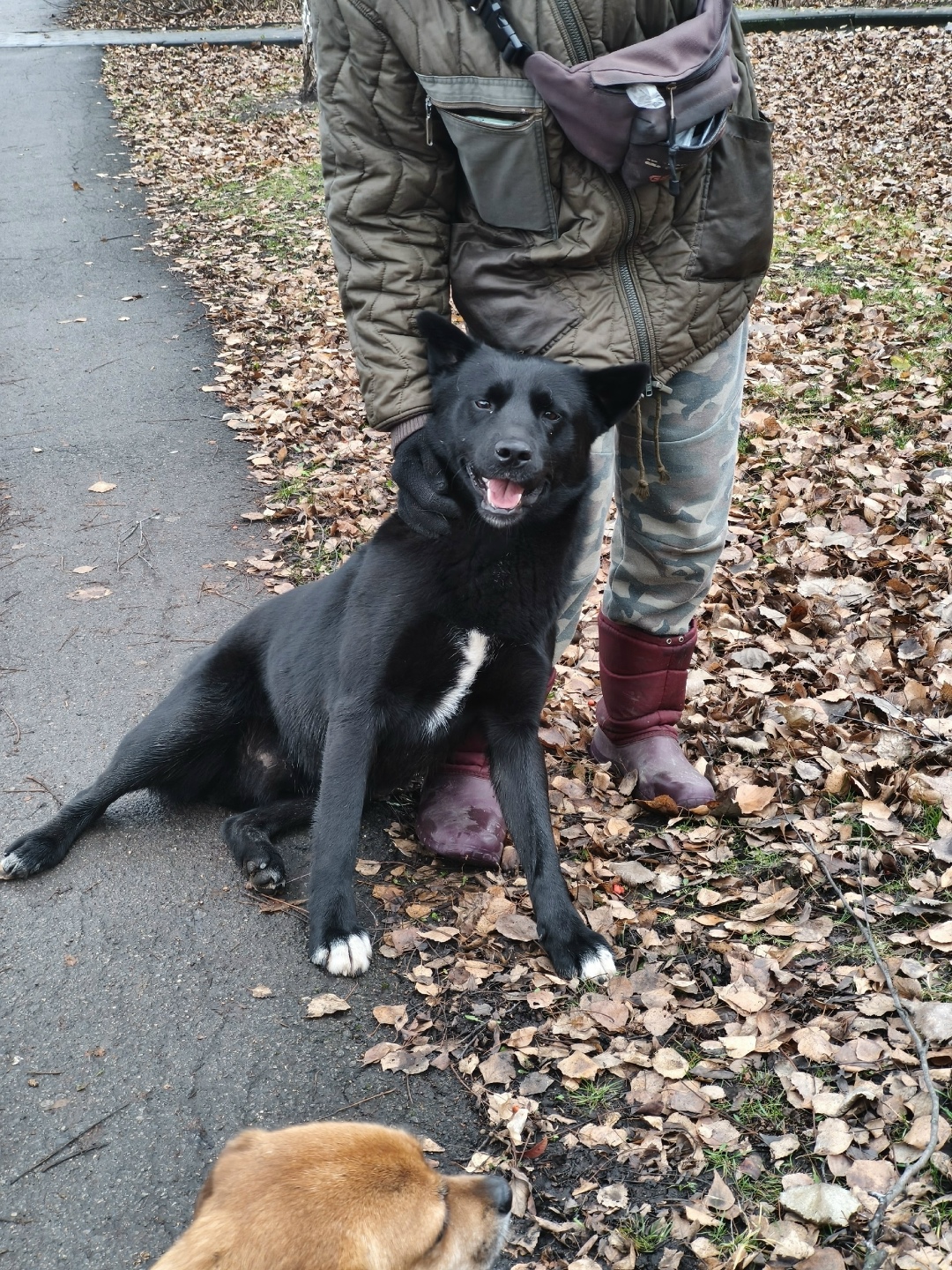 Найдена собака в Липецке — фото объявления