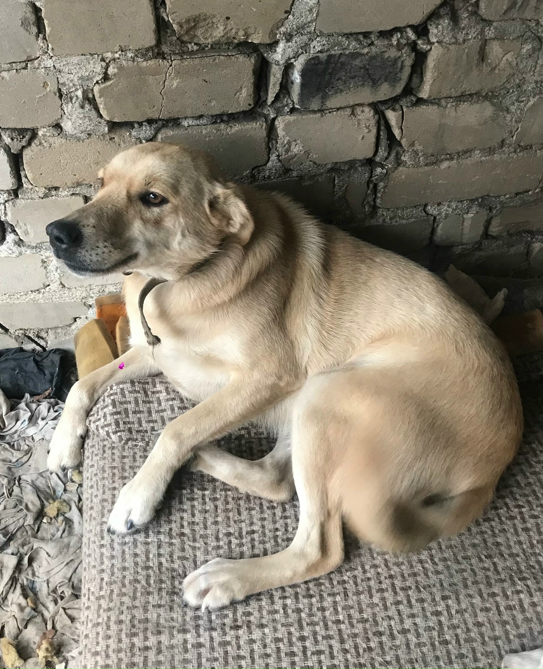 Найдена собака в Липецке — фото объявления