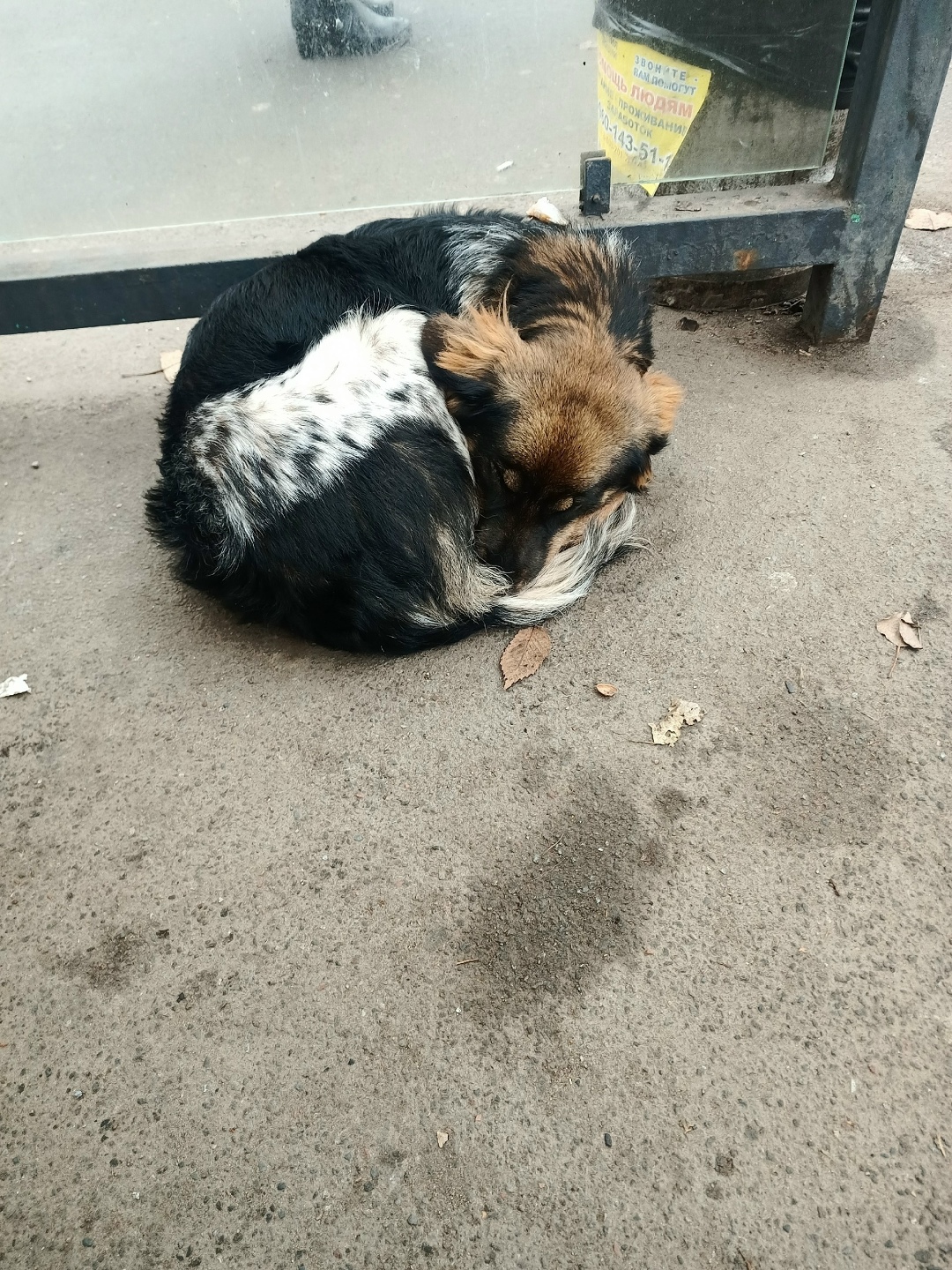 Найдена собака в Липецке — фото объявления