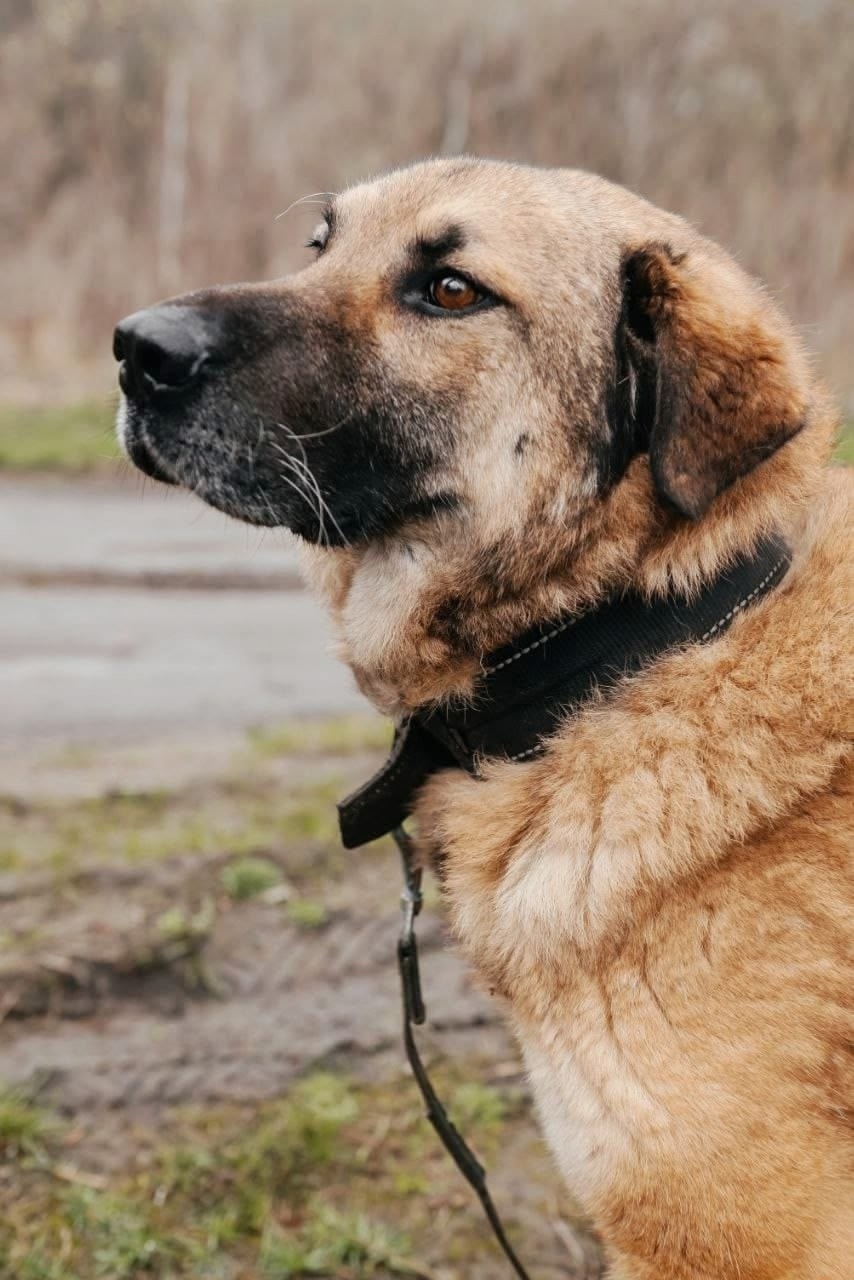 Найдена собака в Липецке — фото объявления