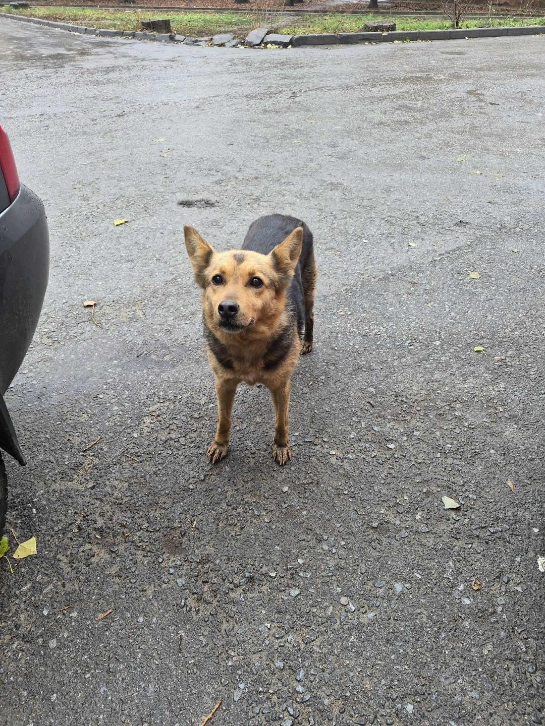 Найдена собака в Липецке — фото объявления