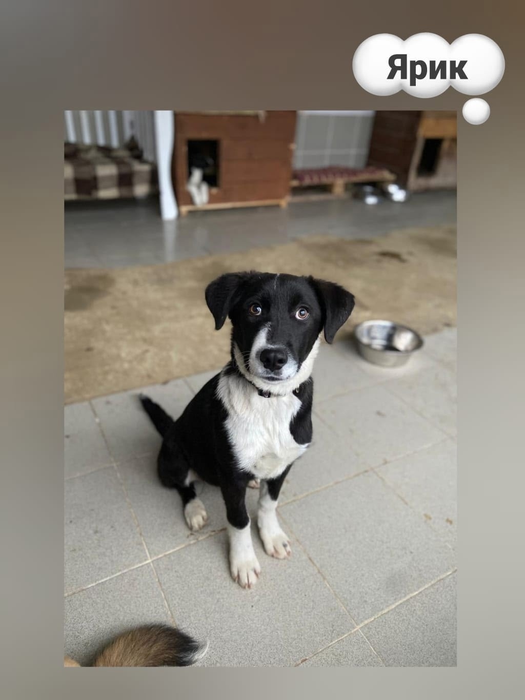 Найдена собака в Липецке — фото объявления
