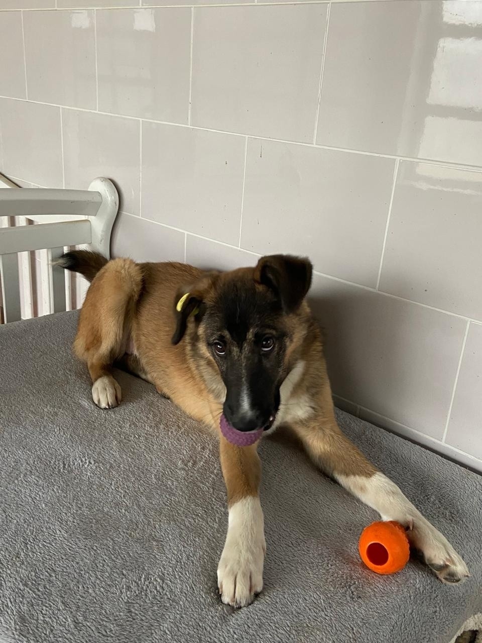 Найдена собака в Липецке — фото объявления