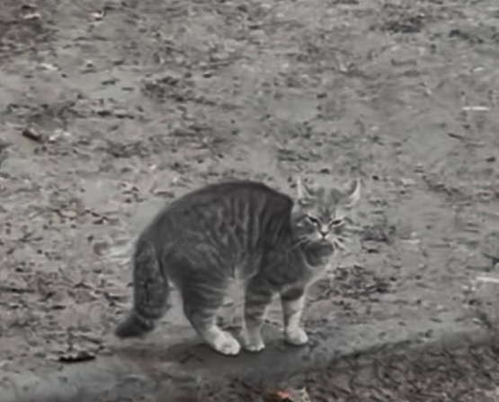 Найдена собака в Липецке — фото объявления