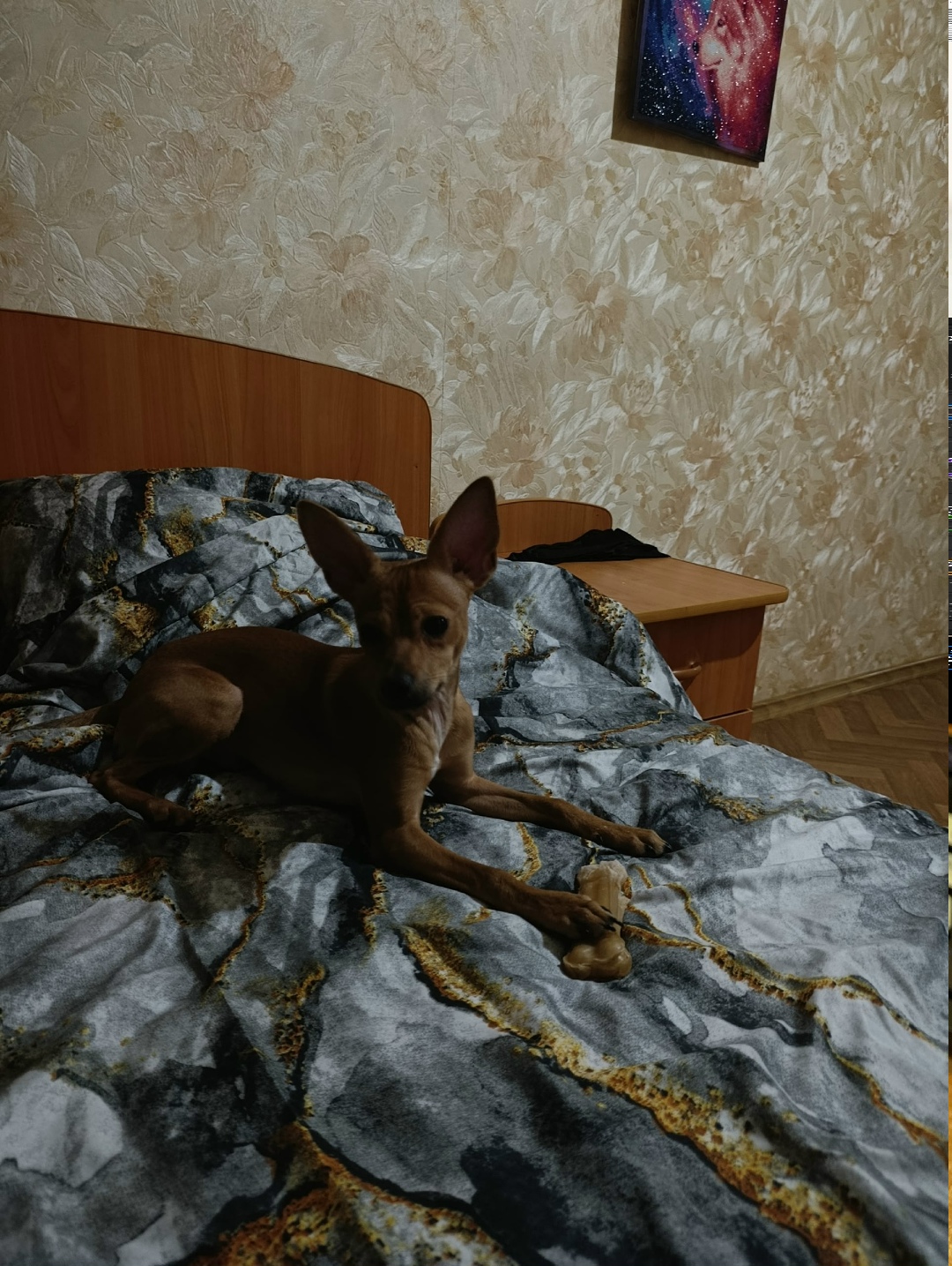 Найдена собака в Липецке — фото объявления