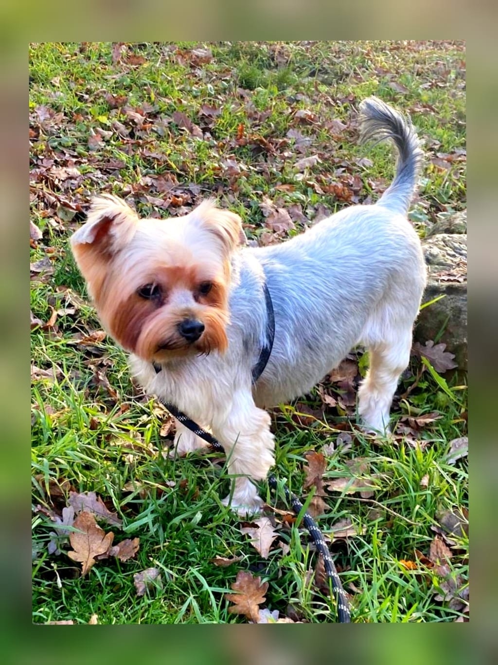 Найдена собака в Липецке — фото объявления