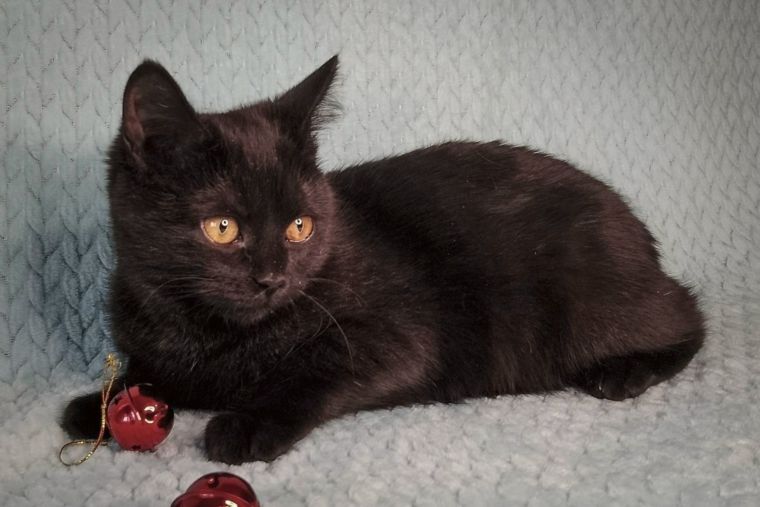 Найдена собака в Липецке — фото объявления