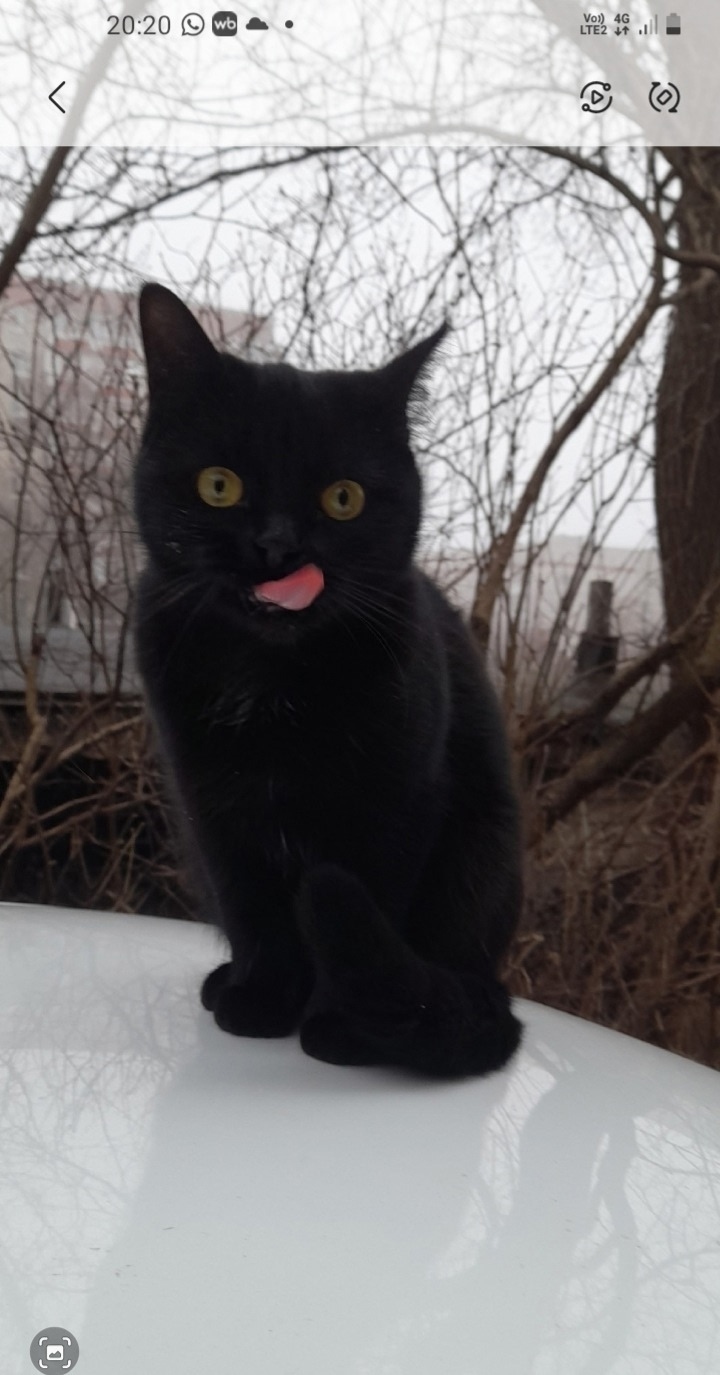 Найдена собака в Липецке — фото объявления