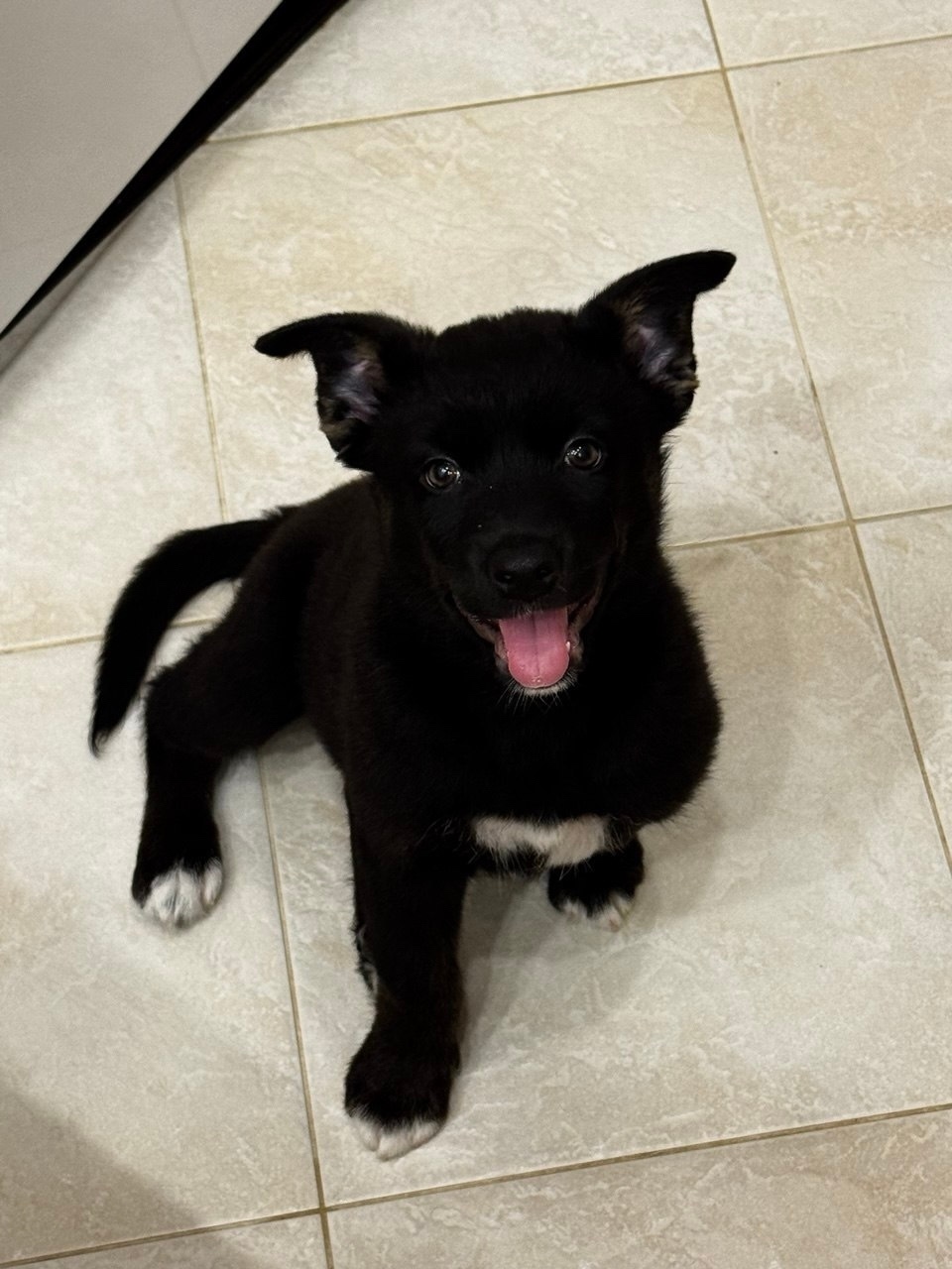 Найдена собака в Липецке — фото объявления