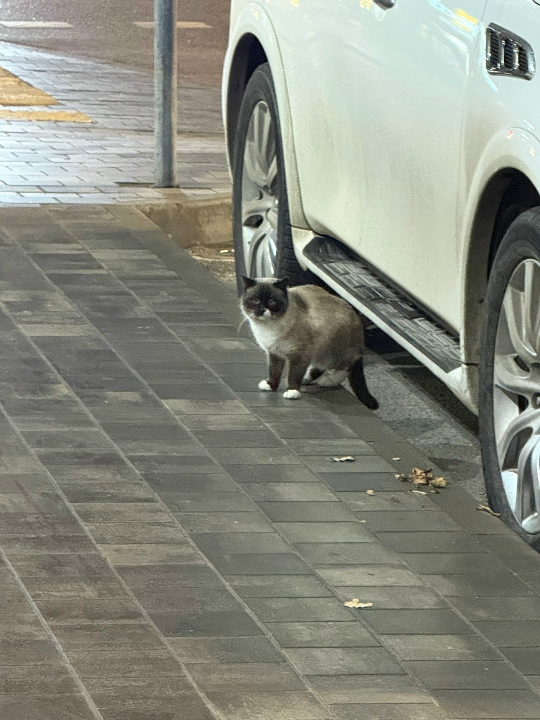 Найдена собака в Липецке — фото объявления