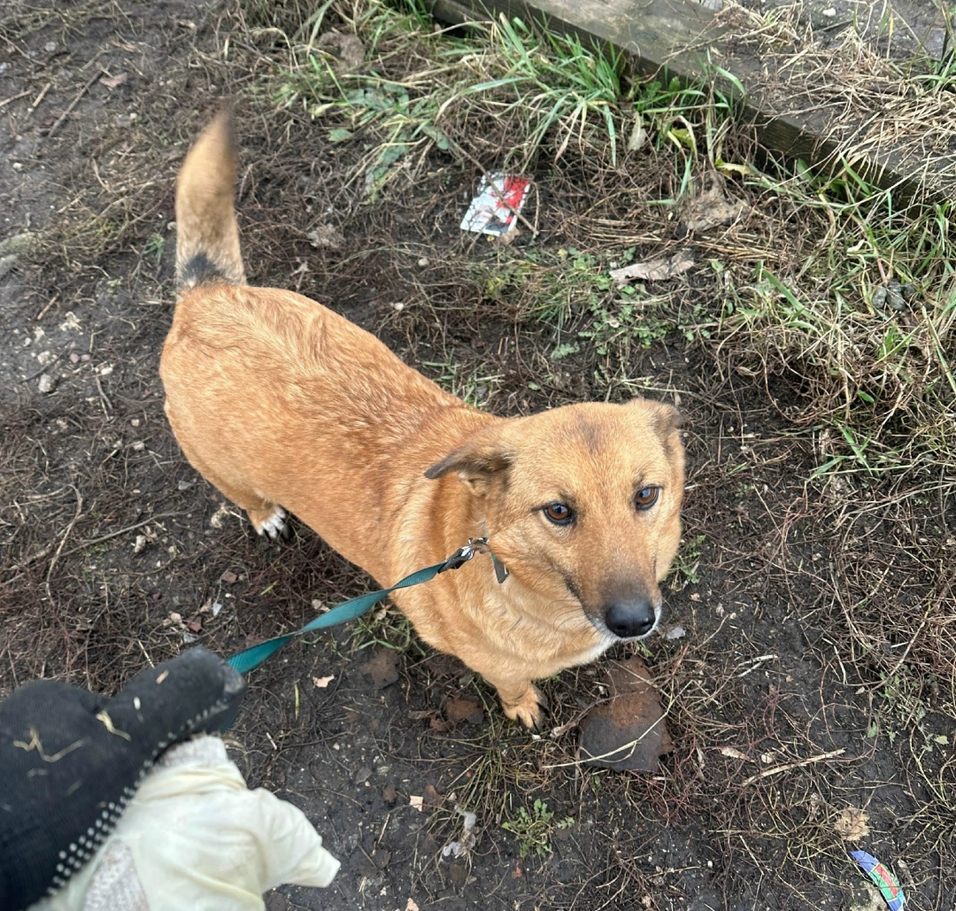 Найдена собака в Липецке — фото объявления