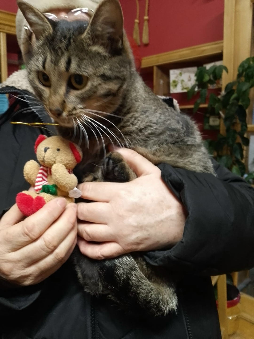 Найдена собака в Липецке — фото объявления