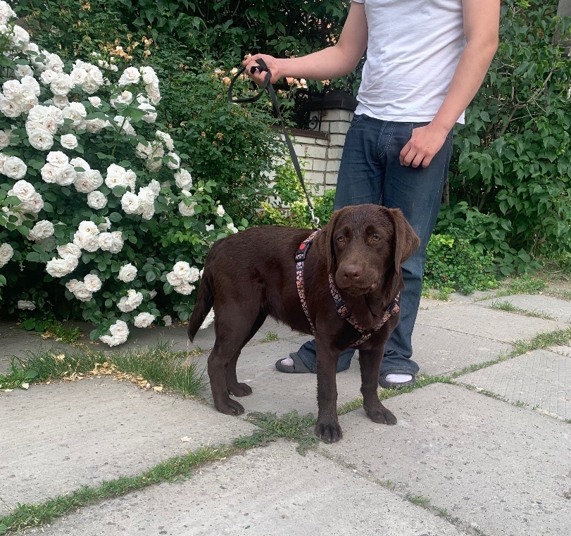 Найдена собака в Липецке — фото объявления