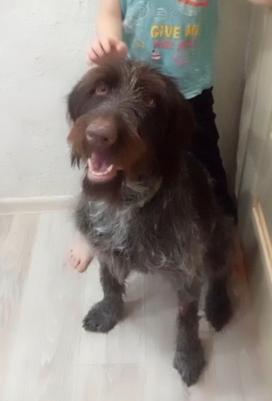 Найдена собака в Липецке — фото объявления