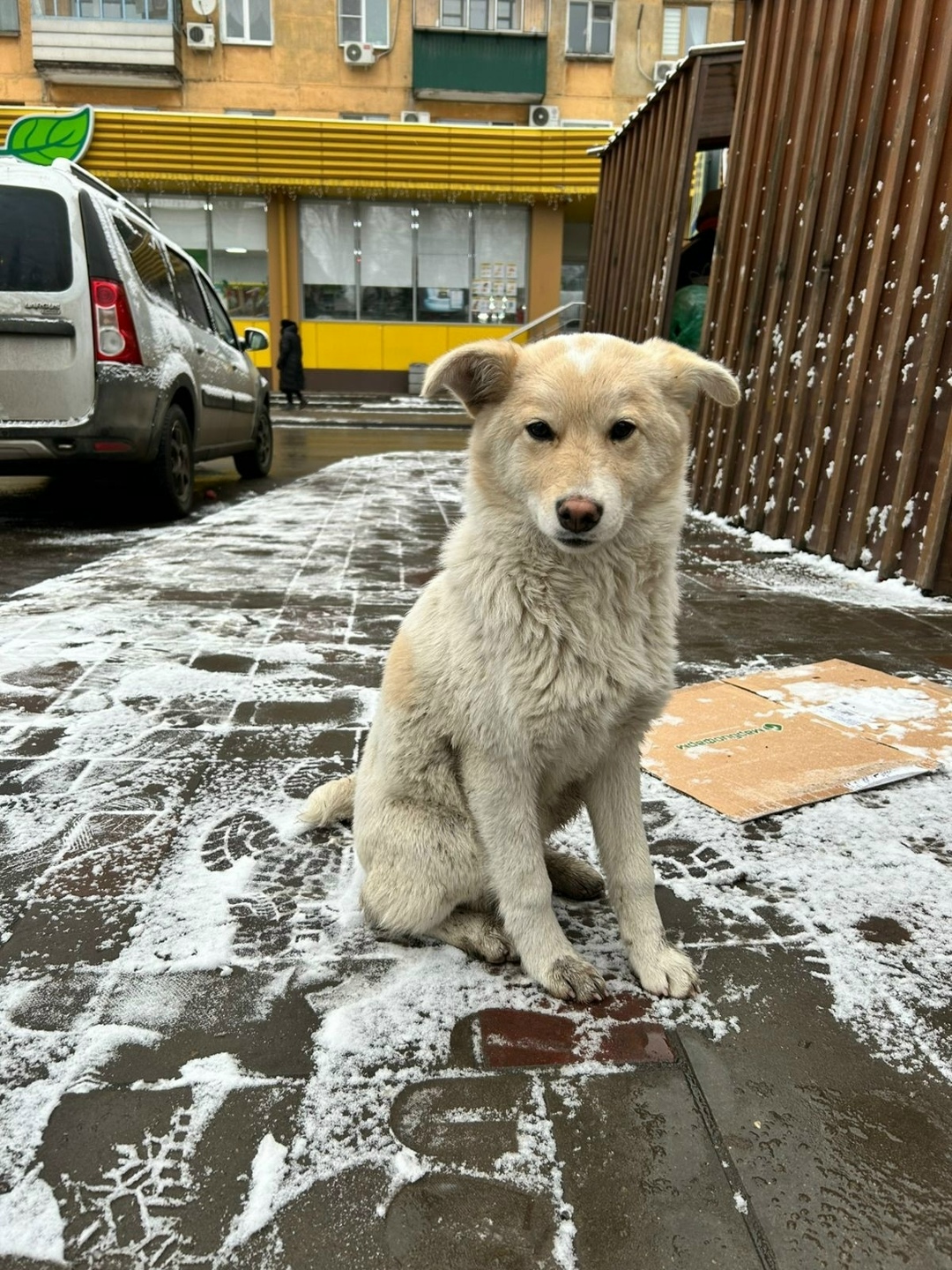 Найдена собака в Липецке — фото объявления