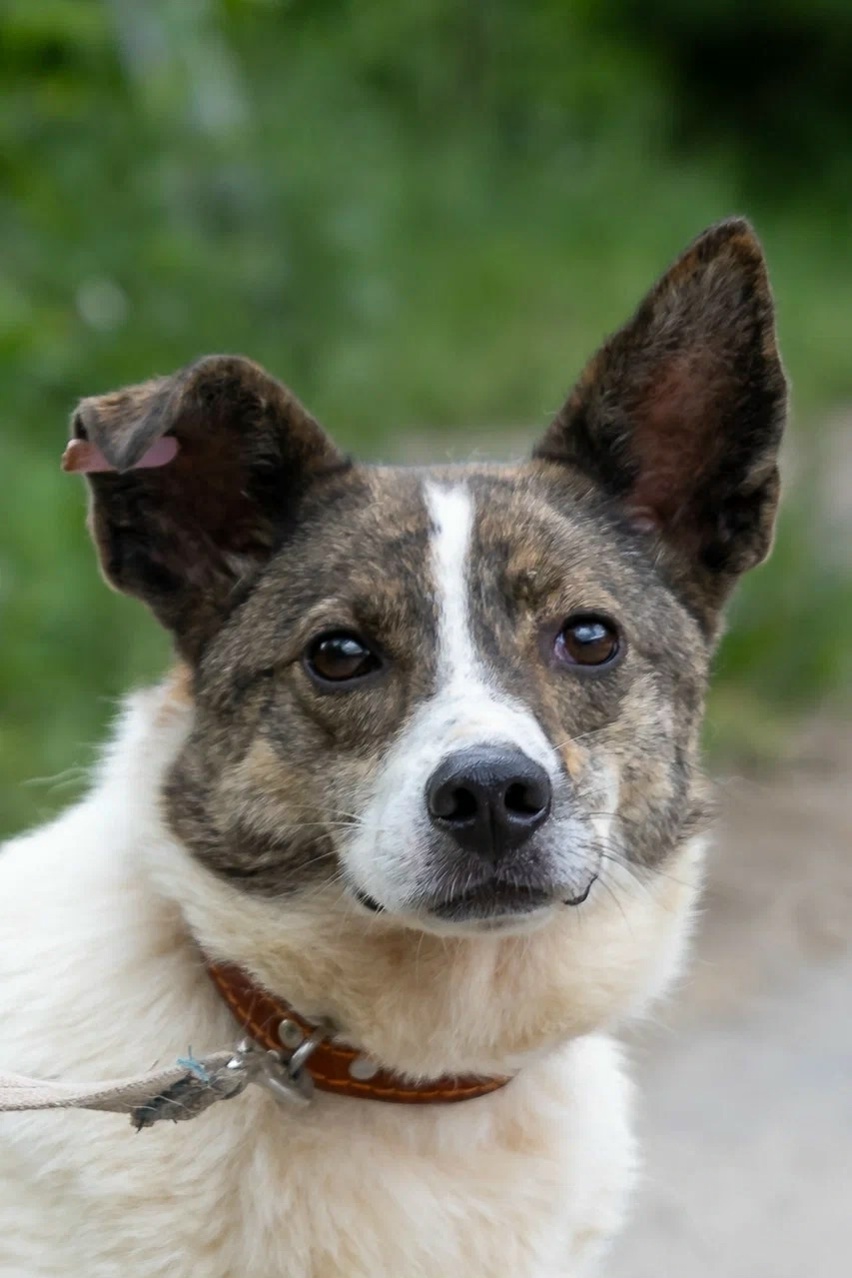 Найдена собака в Липецке — фото объявления