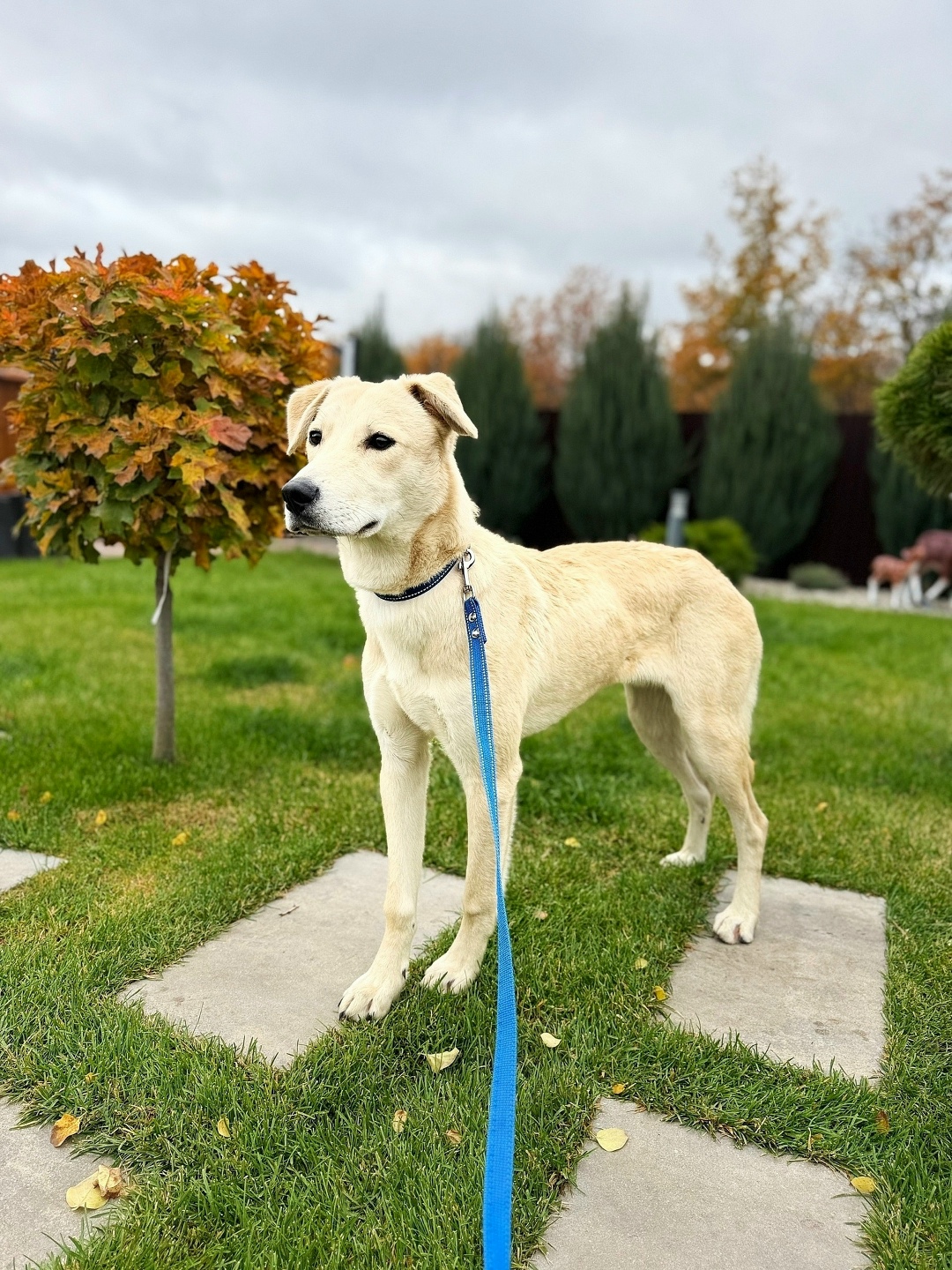 Найдена собака в Липецке — фото объявления